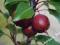 Jabłoń rajska 'OLA' czerwone owoce! #5L#130 cm#