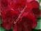 Rododendron wielkokwiatowy Lems Stormcloud