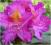 Rododendron wielkokwiatowy Libretto