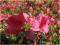 Rododendron wielkokwiatowy Mars