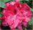 Rododendron wielkokwiatowy Mieszko I