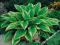 FUNKIA - HOSTA OGRODOWA AUREOMARGINATA #OKAZJA#