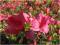 Rododendron wielkokwiatowy Mars