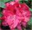 Rododendron wielkokwiatowy Mieszko I