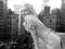 Marilyn Monroe na balkonie - plakat 91,5x61cm