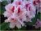 Rododendron wielkokwiatowy Progres