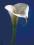 Plakat obraz 60x80cm WGA-08189 CALLA ON BLUE I