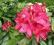 RÓŻANECZNIK rhododendron NOVA ZEMBLA czerwony HIT