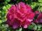 Różanecznik CIEMNORÓŻOWY rhododendron KWITNĄCY hit
