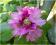Rododendron wielkokwiatowy Roseum Elegans