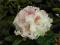 RÓŻANECZNIK rhododendron SIMONA biały WCZESNY!!!!