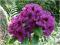 Rododendron wielkokwiatowy Purple Splendor