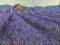 Plakat obraz 80x60cm WGA-08368 LAVENDER FIELDS I