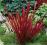 roślina ogród IMPERATA RED BARON trawa czerwona
