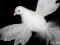 Gołąbki gołębie dekoracyjne ślub wesele 1szt AN178