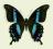 Motyl w gablotce Papilio hornimani