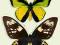 Motyl w gablotce Ornithoptera goliath supremus