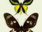 Motyl w gablotce Ornithoptera paradisea arfakensis