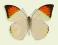 Motyl w gablotce Hebomoia glaucippe