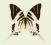 Motyl w gablotce Graphium androcles
