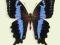 Motyl w gablotce Papilio mangoura
