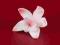 Katleja (Cattleya) różowa malowana