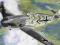 ITALERI Messerschmitt BF109 F24 1/72