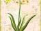 Plakat obraz 40x50cm AMA-A0878 BOTANICAL NARCISSUS