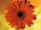 Plakat obraz 37x37cm AMA-A1463 RED DAISY (LM)