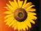 Plakat obraz 37x37cm AMA-A1465 YELLOW SUNFLOWER (