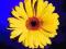 Plakat obraz 37x37cm AMA-A1466 YELLOW DAISY ON PUR