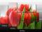MODNY OBRAZ KWIATY TULIPANY PŁÓTNO 150cm 80cm