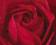 plakat obraz 40x50 WG04242 c-est la Rose