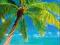 SUNNY PALM BEACH - wakacyjny plakat 61x92cm !