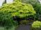 Klon shirasawy Acer shirasavanum
