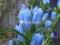 Gentiana Blue Magic