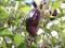 Papryka Chili Jalapeno Purple
