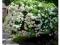 Hortensja bukietowa 'Grandiflora' OGROMNE KWIATY