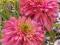 Jeżówka - Echinacea Pink Poodle dla kolekcjonerów