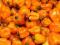 Habanero Orange chilli chili Papryka ostra 20