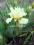 Irys niski -kremowy falbankowy