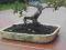 DONICA - KAKTUŚNIK - BONSAI * RĘCZNE WYKONANIE