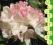 rododendron LACHSGOLD - niespotykana barwa (5 l)