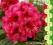rododendron MIESZKO I - nowość! (5l)