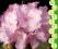 rododendron Vater Bhlje - subtelny fiolet (5l)