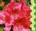 rododendron VAN WEERDEN POELMAN - nowość! (5 l)