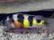 Haplochromis ZebraObliquidens15sz