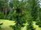 Świerk kaukaski odm. Atrovirens (Picea orientalis)