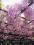 Glicynia,wisteria różowa