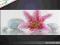 * OBRAZ 120x50 - KWIAT - OBRAZY NOWOCZESNE ARS-ART